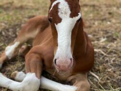 Quality Young Wild Kard Sport Horse Prospect — image 1