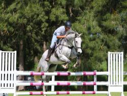 Samaras Choice 17hh thoroughbred gelding — image 1
