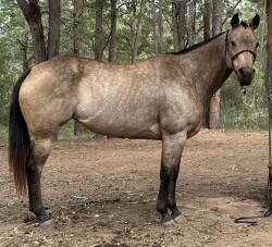 Reg Buckskin QH Mare — image 3