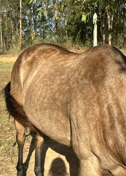 Reg Buckskin QH Mare — image 1