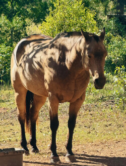 Reg Buckskin QH Mare — image 2