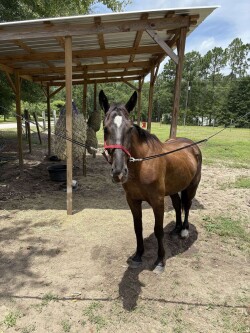 4yrs Old Bay Friesian Horse — image 3