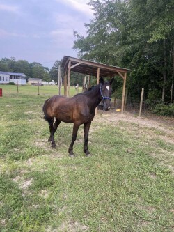 4yrs Old Bay Friesian Horse — image 2