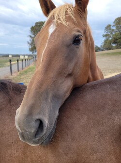 Broodmare for sale — image 1