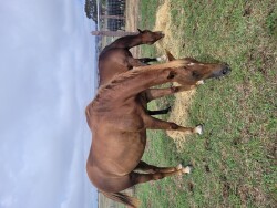 Broodmare for sale — image 2