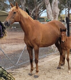 Broodmare for sale — image 5