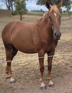 Broodmare for sale — image 4