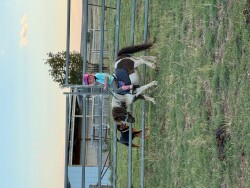 Children pony — image 3