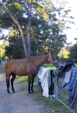 Big Handsome Thoroughbred Gelding — image 5
