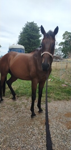 Big Handsome Thoroughbred Gelding — image 4