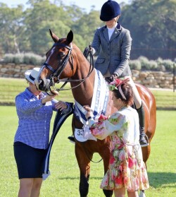 Safe warmblood schoolmaster — image 2