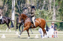 Safe warmblood schoolmaster — image 1