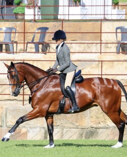 Safe warmblood schoolmaster — image 4