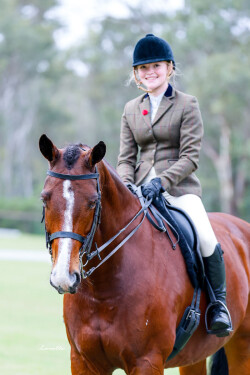 Safe warmblood schoolmaster — image 5