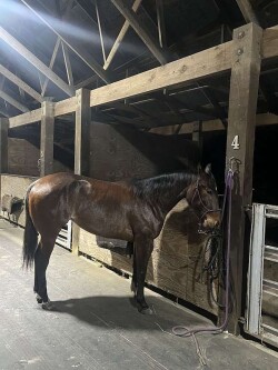 Brown Quarter Horse Mare — image 3