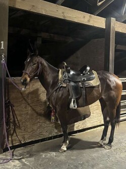 Brown Quarter Horse Mare — image 2