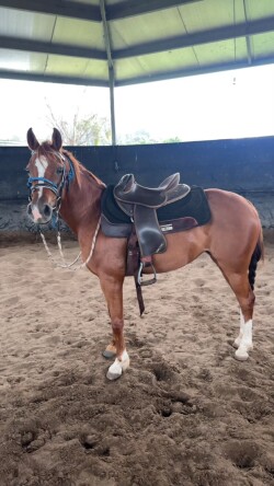 Arab x appaloosa — image 2