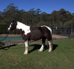 Gypsy Cob — image 1
