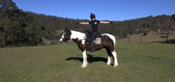 Gypsy Cob — image 5