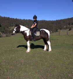 Gypsy Cob — image 2
