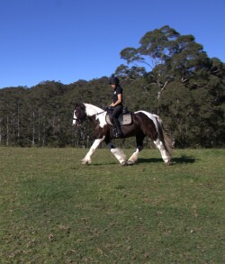 Gypsy Cob — image 4