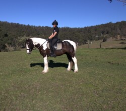 Gypsy Cob — image 3