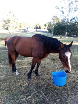 Handsome & Reliable Bay Gelding – "Nelson" — image 1